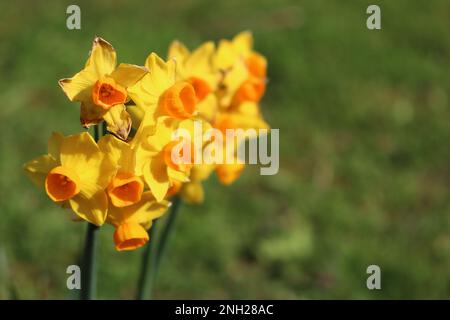 Cluster of small Jetfire (Cyclamineus) daffodils in springtime against a green background. With golden petals and an orange trumpet, very versatile Stock Photo