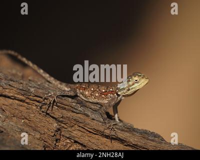 well camouflaged female Red-headed Rock Agama common agama,  or rainbow agama on rough tree bark in Galana province, Kenya,Africa Stock Photo