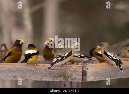 Elegantly colored male and female evening grosbeaks gather at a feeding station and eat sunflower seeds in the winter in Sax Zim Minnesota. Stock Photo