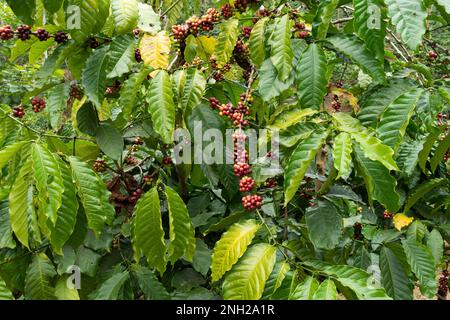 close-up of ripe coffee beans growing on a coffee plant at a coffee plantation at Wayanad in Kerala, India. Stock Photo