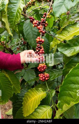 close-up view of the hand of a woman picking coffee beans from the coffee at a plantation at Wayanad in Kerala, India. Stock Photo