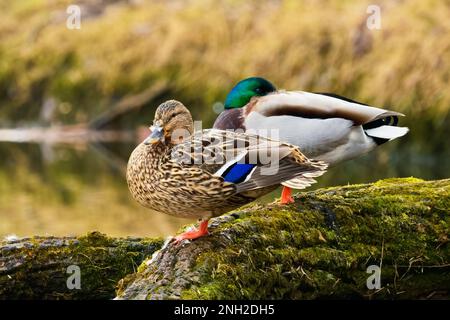 A pair of mallard ducks sitting on a tree trunk fallen in the water. Drake with beak in feathers. Genus Anas platyrhynchos. Trencin, Slovakia. Stock Photo