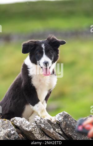 Border Collie pup on a farm. Cumbria, UK. Stock Photo