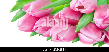 Pink tulips isolated on white background Stock Photo