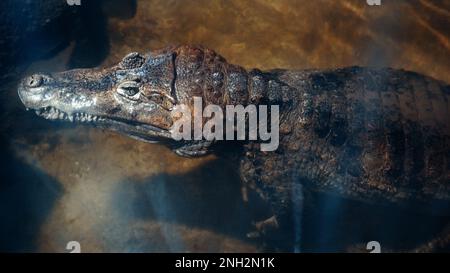 Wildlife, dangerous animal. An underwater crocodile with its head sticking out above the water is waiting for its prey. Ride the waves. Underwater vid Stock Photo