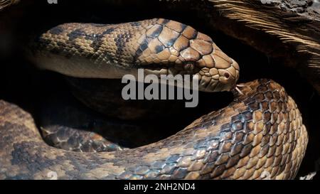 A scaly large reticulated python coiled up in a knot and waits for a victim. A beautiful pattern on the skin shimmers with a rainbow Stock Photo