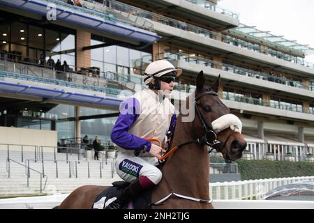Ascot, Berkshire, UK. 18th February, 2023. Horse Zoffany Bay ridden by jockey Aidan Coleman heads out onto the racetrack at Ascot Racecourse for the Ascot Racecourse Supports Box4Kids Handicap Hurdle Race on the Betfair Ascot Chase Raceday. Credit: Maureen McLean/Alamy Stock Photo