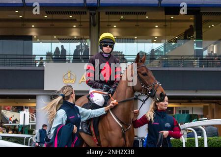 Jockey Liam Harrison heads out for the first race in heavy fog during ...
