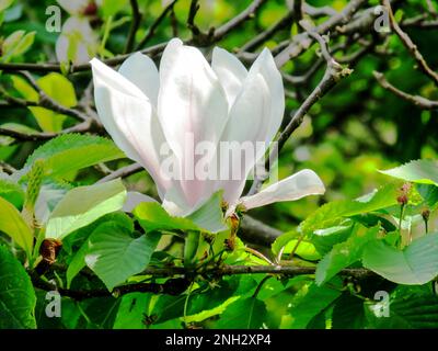 A large white Magnolia flower, seen from the side. Stock Photo