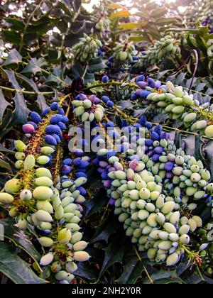 Long strings of fruit, starting to turn from white to a purplish blue, of a Leatherleaf Mohnia, Mohonia bealei Stock Photo