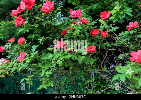 rose bush Stock Photo