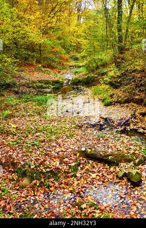 Autumn forest landscape. Lush forest and forest vegetation. A small playful stream covered with autumn leaves flows through the forest Stock Photo