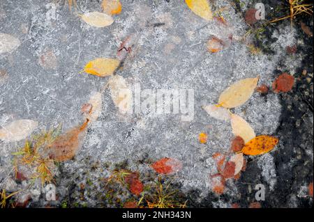 Fallen autumn leaves in frozen lake - background texture Stock Photo