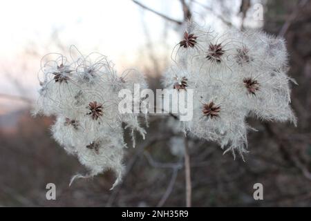 Clematis vitalba or also known as Traveller's Joy is found in hills of southern Croatia. This fluffy parts of flower are seed clusters. Stock Photo