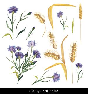 Cornflowers and wheat ears, wild herbs can be used to create a pattern on fabric, invitations, wrapping paper and so on Stock Photo