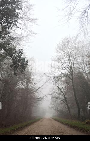Path  between trees in a park on a foggy day in the italian countryside in winter Stock Photo
