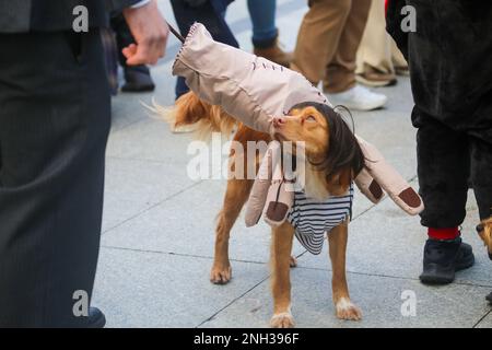 Aviles, Asturias, Spain. 19th Feb, 2023. Aviles, SPAIN: A dog dressed as Adams Family Thing during Antroxaes Pet Contest on February 18, 2023, in Aviles, Spain. (Credit Image: © Alberto Brevers/Pacific Press via ZUMA Press Wire) EDITORIAL USAGE ONLY! Not for Commercial USAGE! Stock Photo