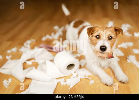 Paper hotsell training puppy