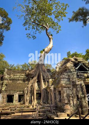 A giant rainforest tree with its roots wrapping over the top of the famed stone Ta Prohm temple near Angkor Wat in Cambodia. Stock Photo