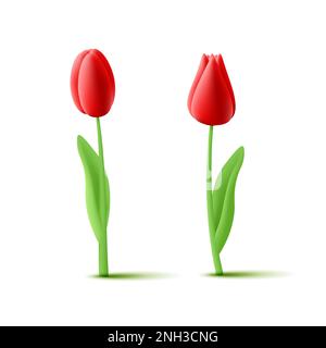 Tulip flowers 3d illustration on stem with leaves with different blossom shape in red color Stock Vector