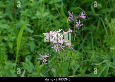 Pink, summer flowering ragged-robin, Silene flos-cuculi growing in a meadow in UK cottage garden May Stock Photo
