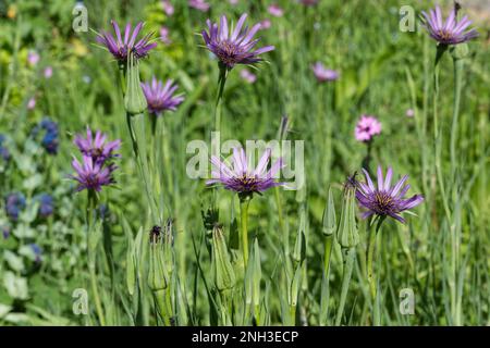 Mauve summer flowers and buds of Tragopogon porrifolius, also known as salsify or oyster plant, growing in a meadow in cottage garden UK May Stock Photo