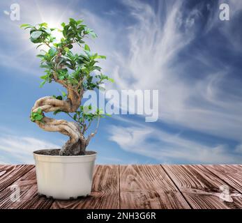 Beautiful bonsai tree in pot on wooden table against blue sky, space for text Stock Photo