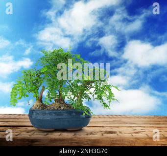 Beautiful bonsai tree in pot on wooden table against blue sky Stock Photo