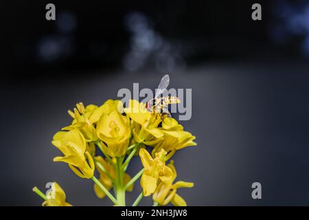 Yellow and black Hoverfly (Asarkina Africana) feeding on yellow Wild flowers during spring, Cape Town, South Africa Stock Photo