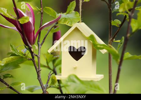 Yellow bird house on blooming magnolia tree outdoors Stock Photo