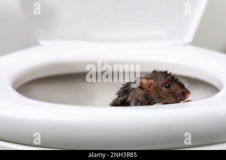 Wet rat on toilet bowl in bathroom. Pest control Stock Photo