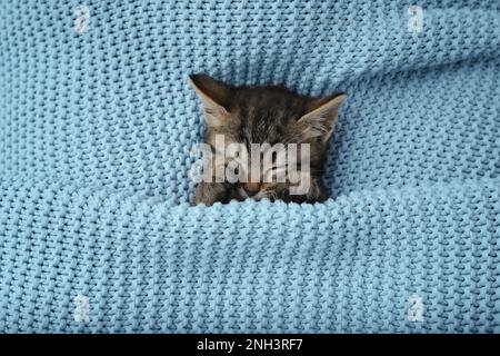 Cute little kitten sleeping wrapped in light blue knitted blanket, top view Stock Photo