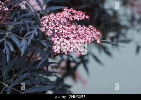 Sambucus nigra is a species complex of flowering plants in the family Adoxaceae native to most of Europe. Common names include elder, elderberry, blac Stock Photo
