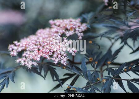 Sambucus nigra is a species complex of flowering plants in the family Adoxaceae native to most of Europe. Common names include elder, elderberry, blac Stock Photo