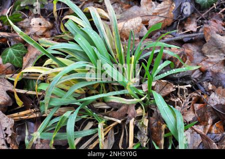 Hairy sedge (Carex pilosa) grows in the wild Stock Photo