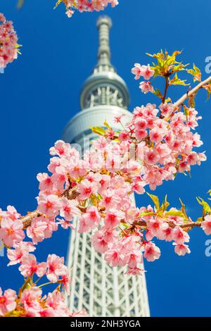 Spring in Japan. Sakura cherry pink blossoms before the famous Tokyo Skytree Stock Photo