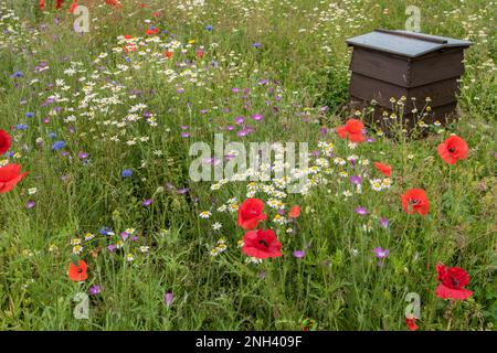 Colourful and eco-friendly wildflower area planted with bees and butterflies in mind, Yorkshire Dales promoting wildflower meadows, Stock Photo