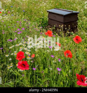 Colourful and eco-friendly wildflower area planted with bees and butterflies in mind, Yorkshire Dales promoting wildflower meadows, Stock Photo