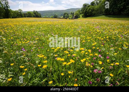 Natural wildflower meadow at Muker in North Yorkshire, Yorkshire Dales National Park...can be seen from a footpath with no damage to special plants. Stock Photo