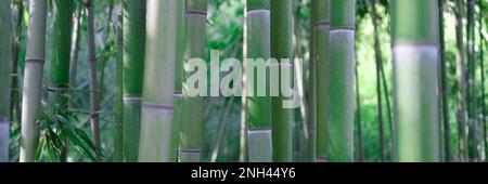 Green bamboo stems in water grove in tropics closeup Stock Photo