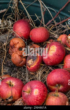 Apples resting on dried grass in a barrel.  Some of the apples are rotten. Cambridge, UK Stock Photo