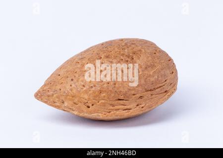 A pecan nut on a white background Stock Photo