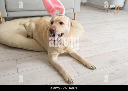 Cute Labrador dog with bunny ears at home. Easter celebration Stock Photo
