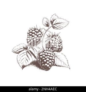 Hand drawn sketch black and white of raspberry, leaf, berry plant. Vector illustration. Elements in graphic style label, card, sticker, menu, package. Stock Vector