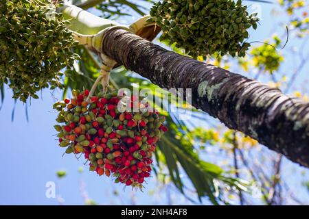 Closeup of colourful dates fruit clusters with sky background. Shallow depth of field. Stock Photo