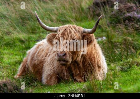 Portrait of a Highland Cow at rest in a field in Scotland. - Bos taurus taurus. Stock Photo