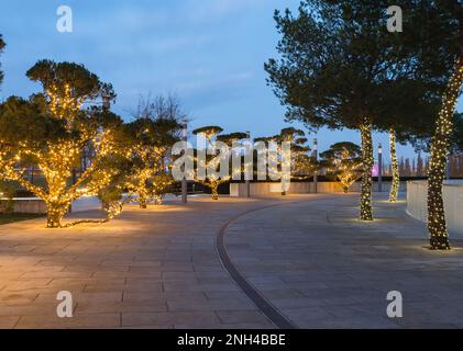 Russia, Krasnodar - January 04, 2023: Pine trees decorated with glowing garlands in Galitsky Park Stock Photo