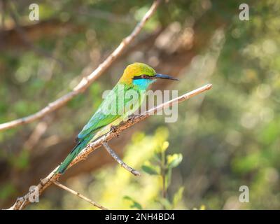 Asian green bee-eater bird on a branch in Sri Lanka Stock Photo
