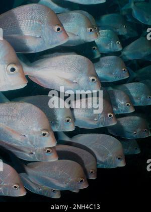 Ruilhandel motor Bladeren verzamelen Slinger fish hi-res stock photography and images - Alamy