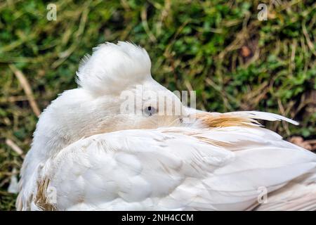 White Crested Duck, House Duck resting, Heiligenkirchen Bird Park, Detmold, East Westphalia-Lippe, North Rhine-Westphalia, Germany Stock Photo